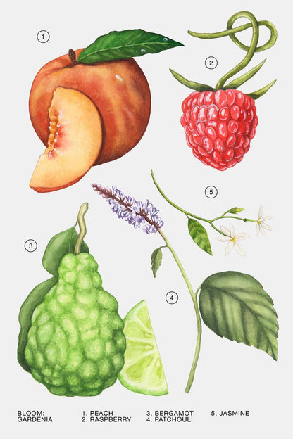 ZARA - GARDENIA EDP 90Ml